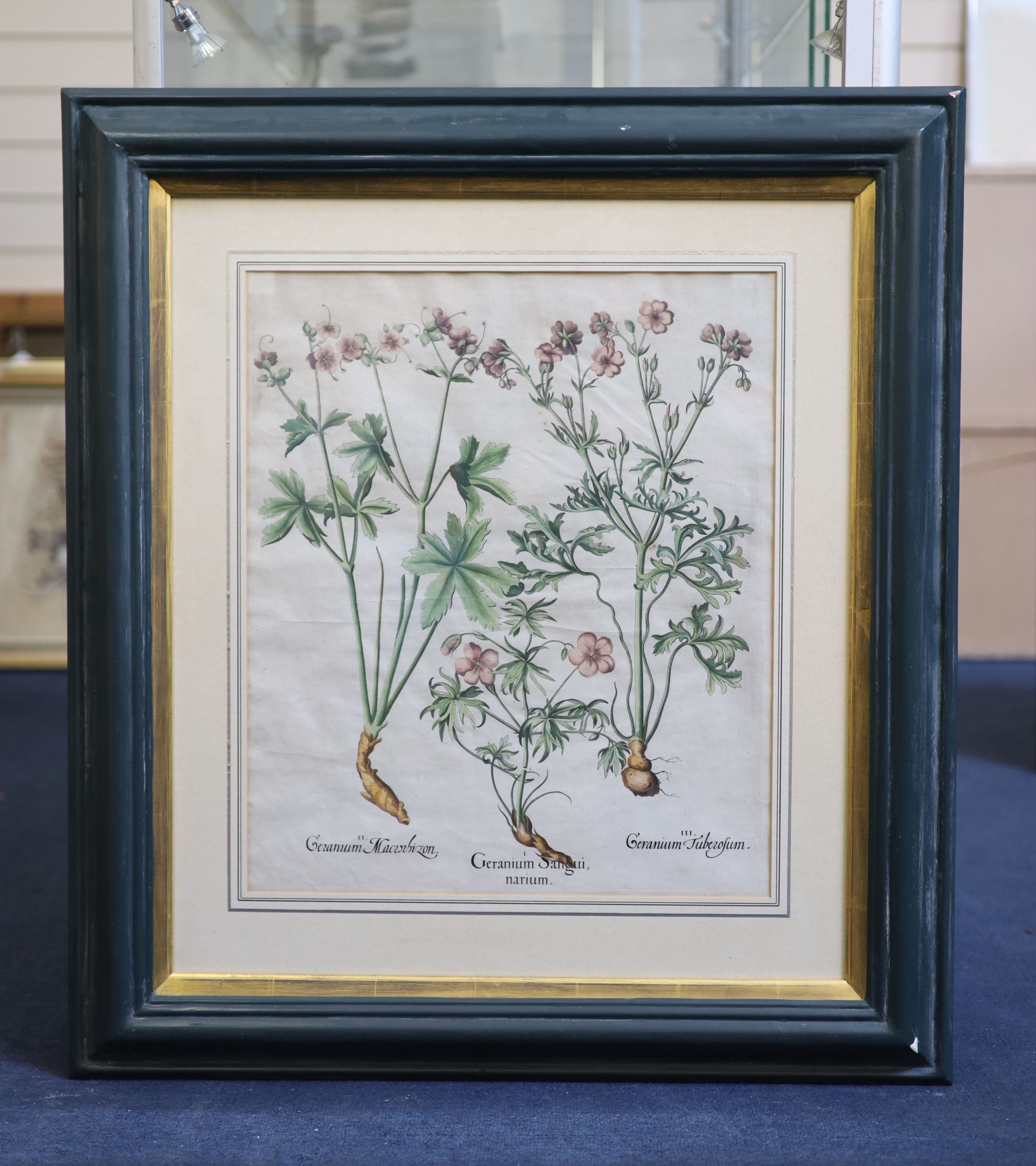 Basilius Baseler (1561-1629), Geranium Sangui narium, Geranium Muscatum in odorum, Geranium Sanguinarium maius and Geranium Muscatum odoratum from Hortus Eysettensis, four coloured engravings laid on paper, 49 x 41cm.